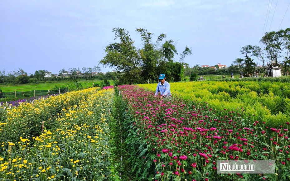 Vườn đào bung nở sớm, hoa ngắn ngày “gánh” Tết cho thủ phủ hoa Quảng Trị