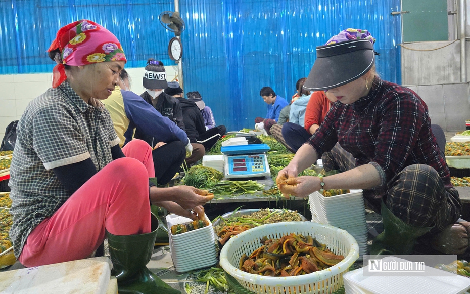 Đặc sản xứ Nghệ vào vụ lớn nhất năm