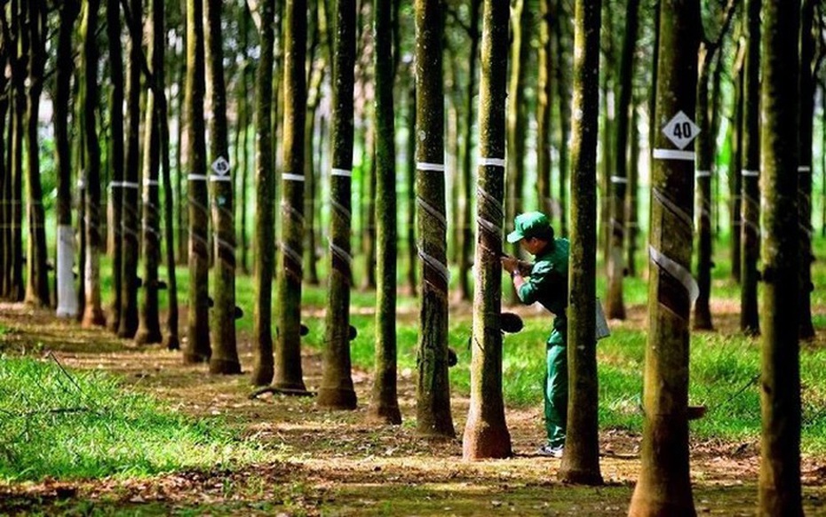 Cao su Hòa Bình giải trình việc cổ phiếu HRC tăng trần 5 phiên liên tiếp