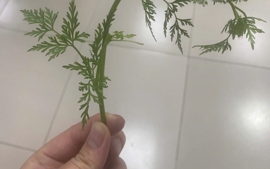 Hái rau cần dại về ăn, 3 người bỗng buồn nôn, khó thở nguy kịch