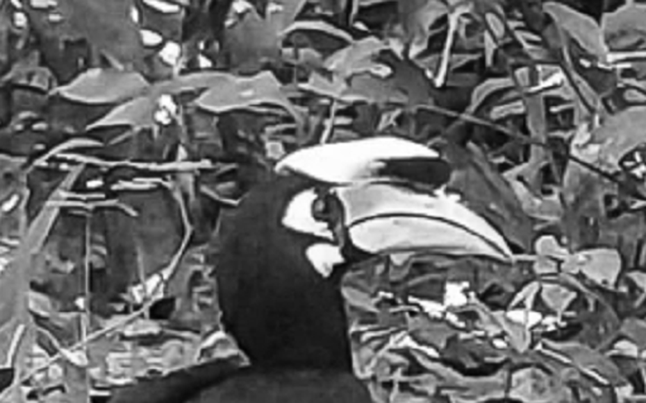 Loài vật quý hiếm bậc nhất bất ngờ "tái xuất" ở nơi đặc biệt