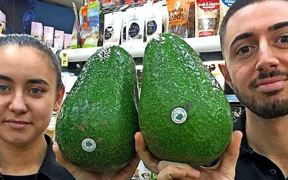 Giống bơ "khổng lồ" nhất thế giới, to bằng cái đầu, cả nhà ăn 1 quả còn không hết