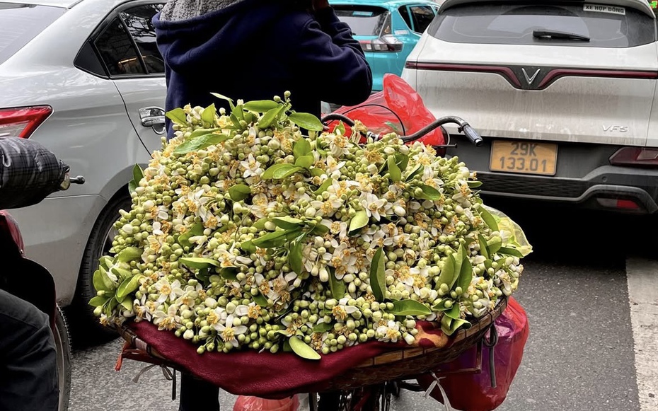 Hương bưởi tháng Ba làm dịu lòng phố Hà Nội