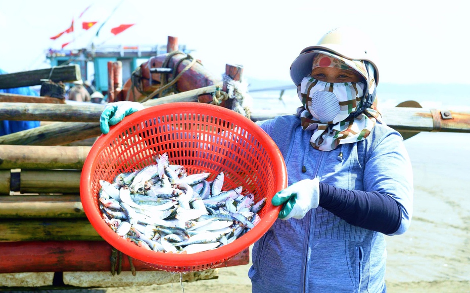 Chi phí tăng cao, ngư dân xứ Thanh vẫn bám biển mùa cá trích