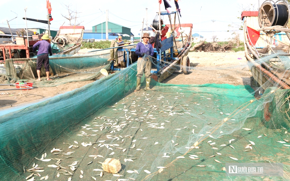 Ngư dân kiếm bộn tiền mỗi ngày nhờ loài cá nhiều đạm