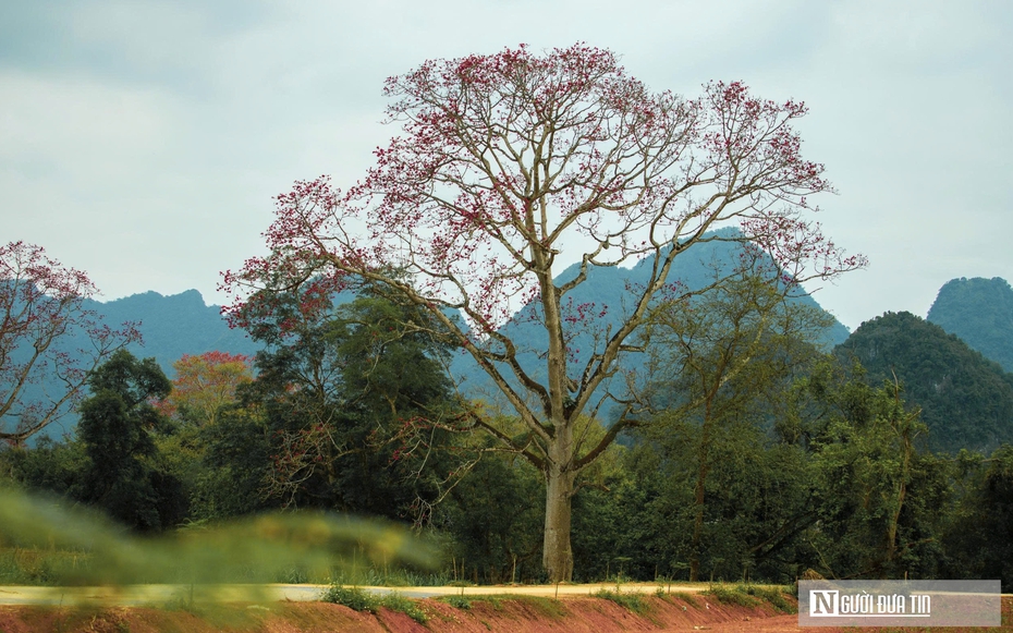 Hoa gạo bung nở rực rỡ, nhuộm đỏ một vùng quê xứ Nghệ