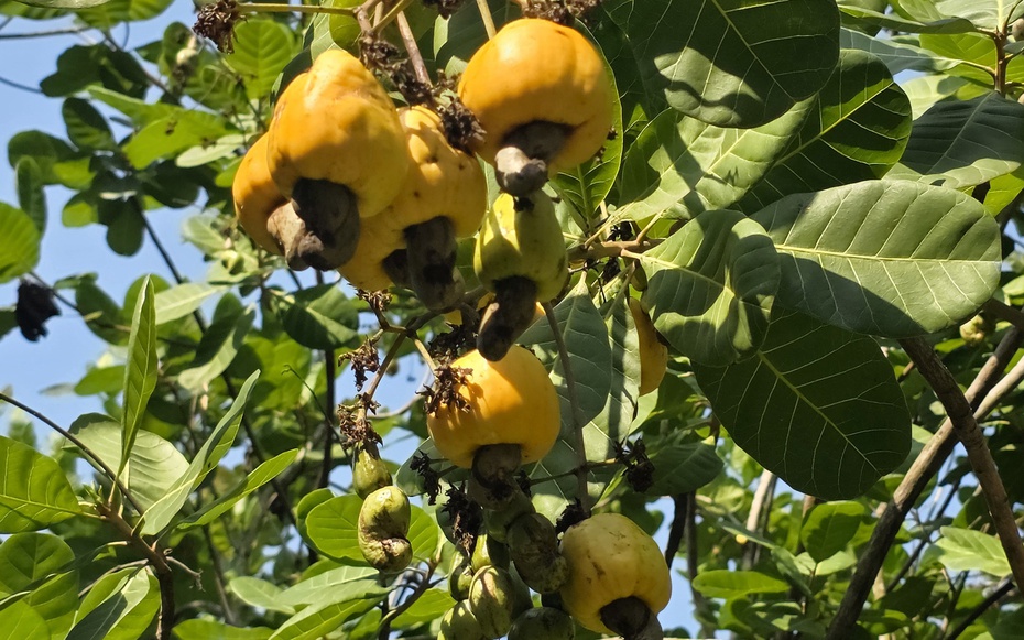 "Thủ phủ" điều Đồng Nai lao đao vì mưa trái mùa: Sâu bệnh bủa vây, nông dân thất thu