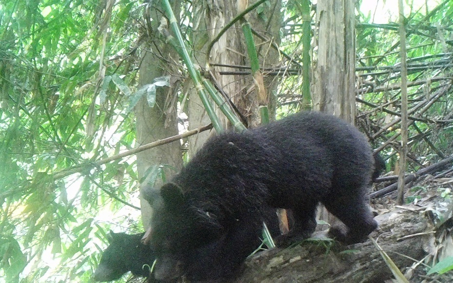 Gấu ngựa xuất hiện nhiều khu vực ở Pù Hu, hé lộ hệ sinh thái đa dạng hiếm có