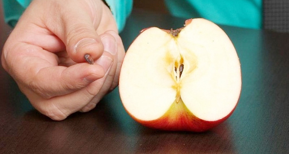 Những loại trái cây có hạt chứa độc tố, cẩn thận kẻo "ôm bệnh" vào thân