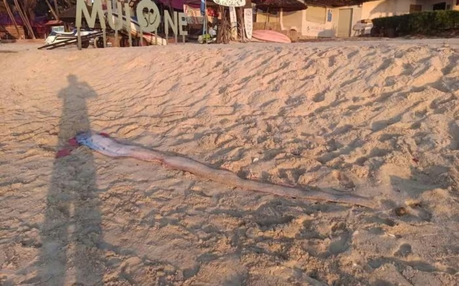 Đang đi dạo biển, người dân bỗng phát hiện cảnh tượng "đáng sợ"