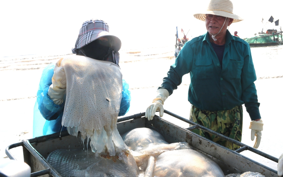 Săn "lộc biển", ngư dân bỏ túi vài triệu mỗi ngày