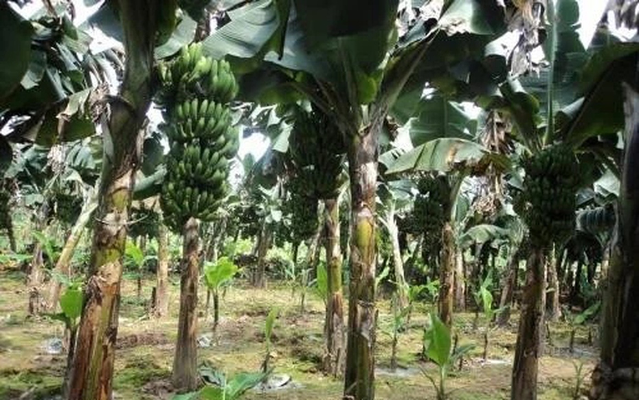 Em trai đâm anh ruột tử vong chỉ vì mất buồng chuối