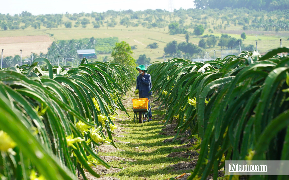 Thanh long xuất khẩu sang EU: Kiểm soát 30%, không phải 50%