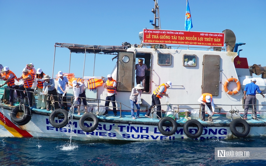 Thả 1,4 triệu con giống từ biển Hòn Cau đến hồ Tà Đùng, chung tay “hồi sinh” nguồn lợi thủy sản