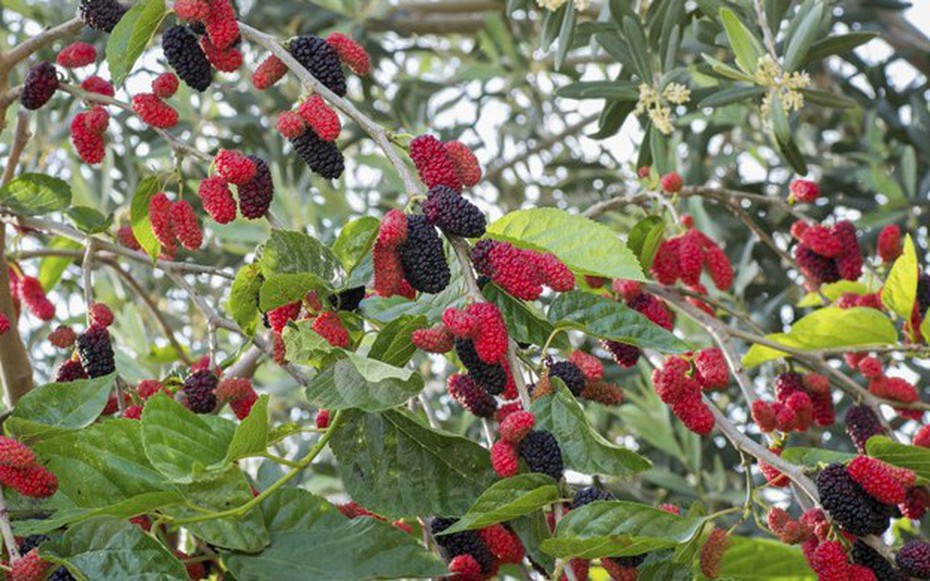 Loại quả “siêu dinh dưỡng” tốt ngang nhân sâm, giá rẻ bất ngờ, đang vào mùa chín rộ