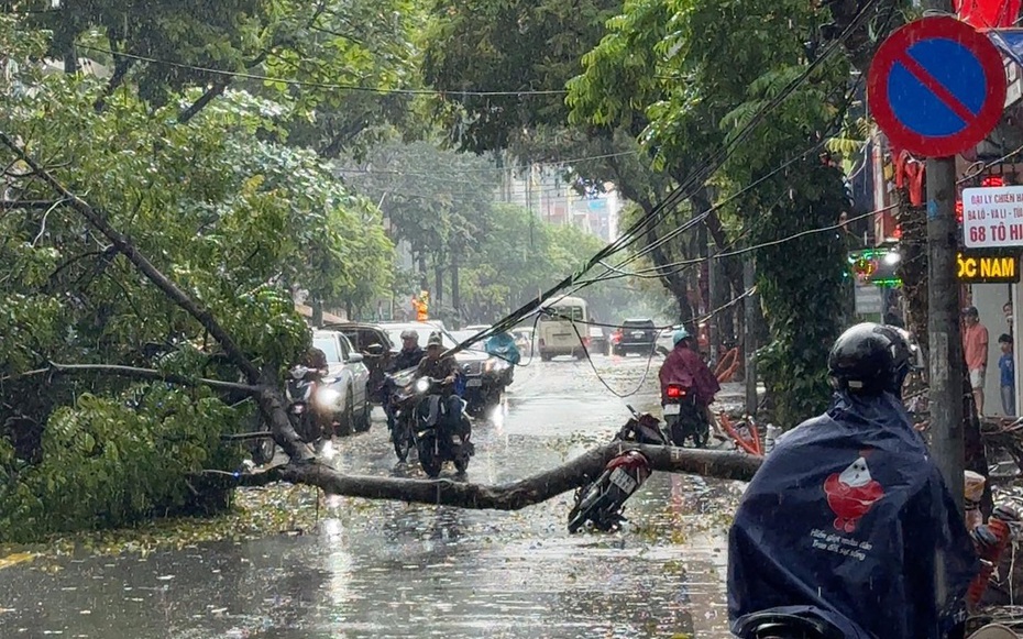 Hà Nội: Đang lưu thông trên phố, nam tài xế bất ngờ bị cây xanh bật gốc đè trúng phải nhập viện cấp cứu