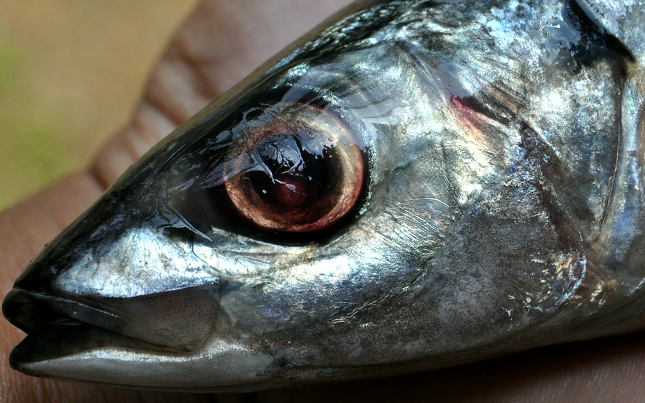 Chuyên gia Mỹ khen loại cá "tốt nhất thế giới", hóa ra ở Việt Nam hễ ra chợ là thấy