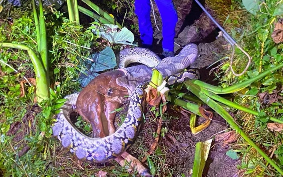 Nhìn ra vườn, người đàn ông thấy cảnh tượng "nổi da gà", cả xóm ùn ùn kéo đến xem