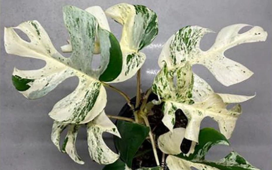 Chiếc lá cây cảnh "độc lạ" có giá nửa tỷ đồng, đại gia bí ẩn chốt ngay