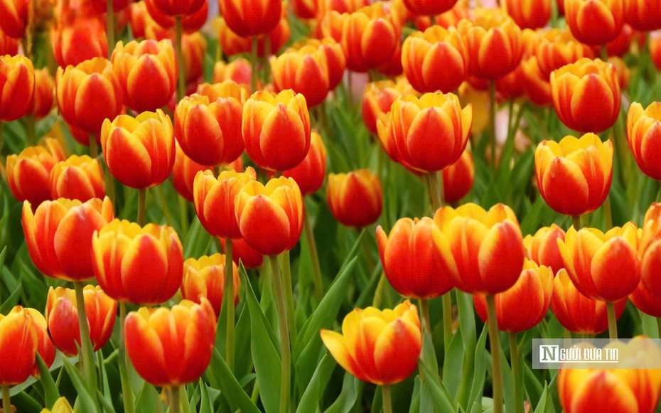 Tulip rực rỡ trên “nóc nhà Nam Bộ”