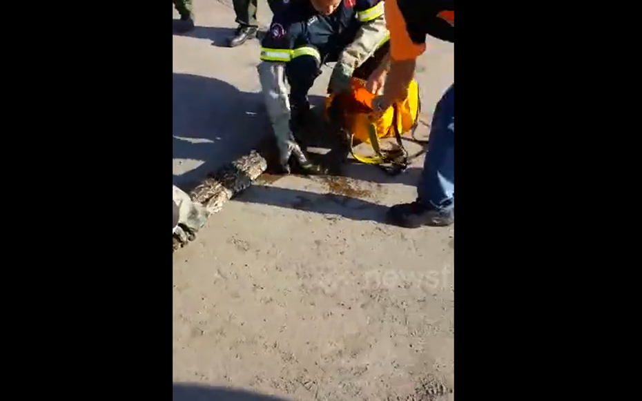 Đang đi ngoài đường, người dân thấy cảnh tượng "nổi da gà"