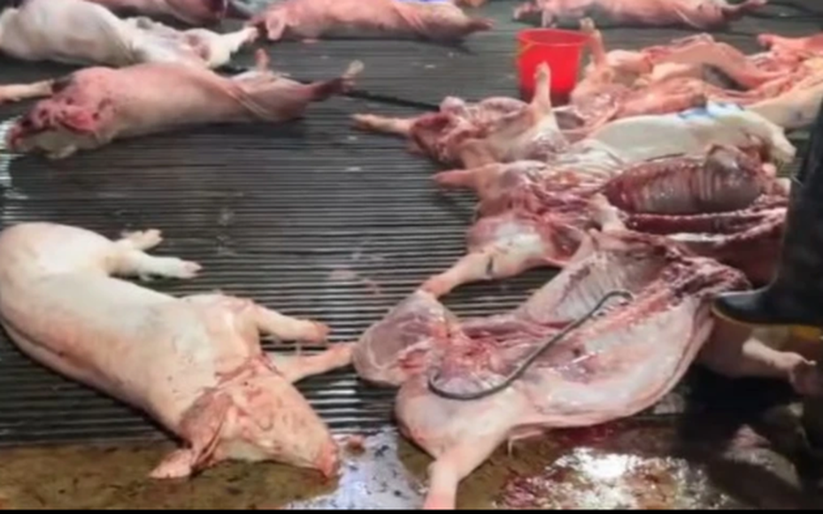 Công ty Cổ phần Dịch vụ Suất ăn Công nghiệp Hà Nội lên tiếng về việc có ký hợp đồng với Cường Phát