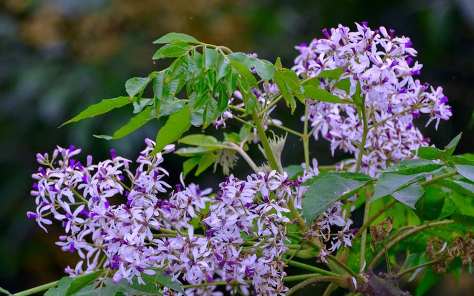 Loài hoa khi vào mùa khiến cơ thể dễ ốm yếu hơn