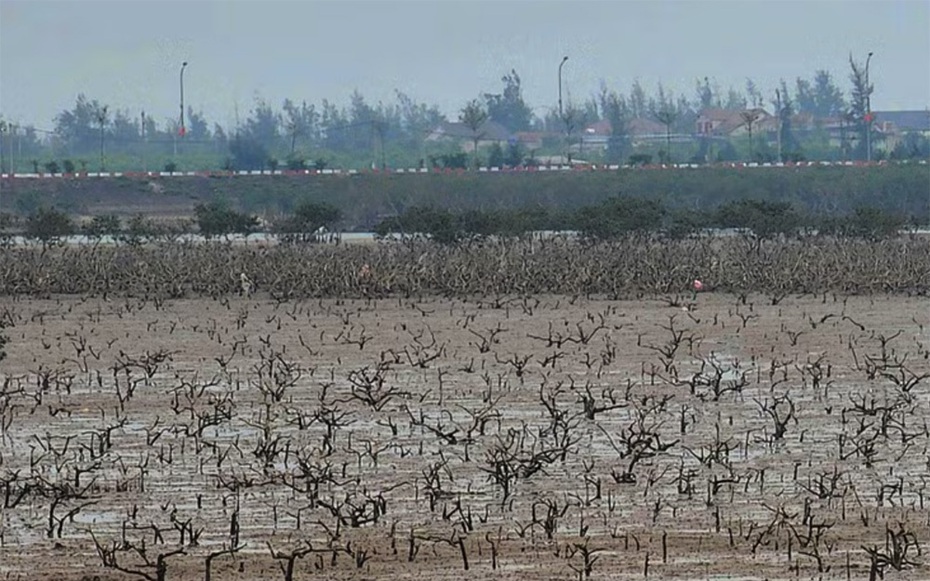 Rừng ngập mặn ở Hà Tĩnh chết bất thường: Đã có kết quả quan trắc môi trường nước