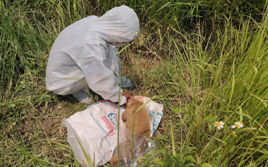 Quảng Ngãi khẩn trương khoanh vùng, kiểm soát nguy cơ dịch dại sau vụ chó tấn công nhiều người