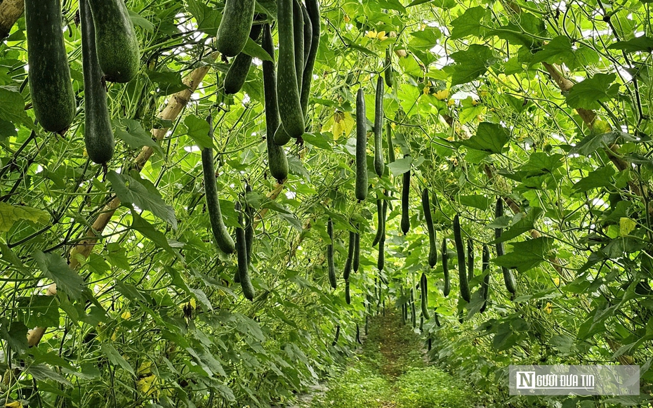 Trồng cây giải nhiệt "bình dân", anh nông dân bỏ túi hàng trăm triệu đồng/năm