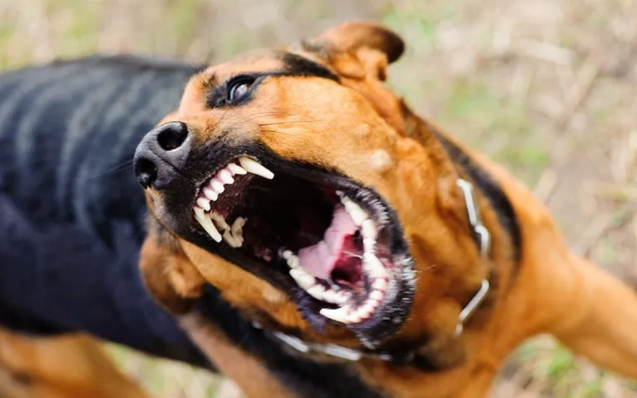 Chủ quán thịt chó bất ngờ sợ nước, sợ gió rồi tử vong, cơ quan chức năng truy vết nguồn lây