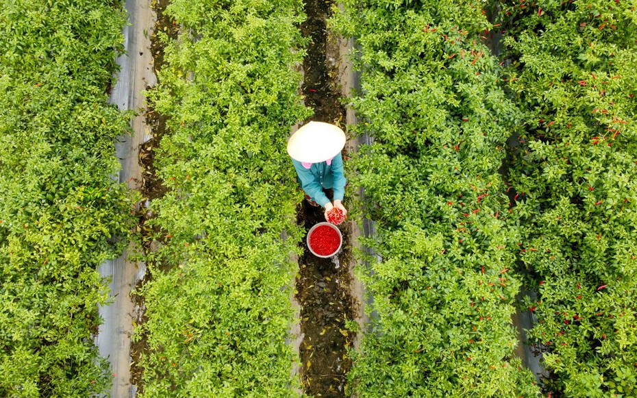 Từng là thứ quả 'hái ra tiền' khi giá cao kỷ lục, nay chín đỏ đồng không ai buồn hái