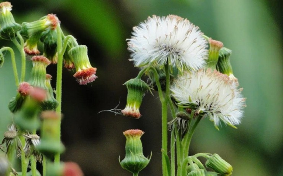 Ăn 1 mớ rau này như "nhân sâm của người nghèo", nghe tên thấy lạ nhưng ở quê mọc um tùm như cỏ