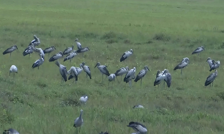 Loài chim quý trong Sách Đỏ bất ngờ tụ đàn hàng trăm con ở Hà Tĩnh