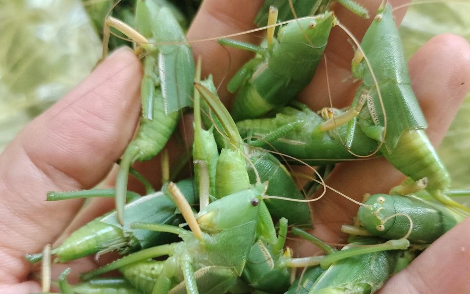"Côn trùng bay" giá cả triệu đồng/kg: Ngon, bổ nhưng khi ăn cần lưu ý