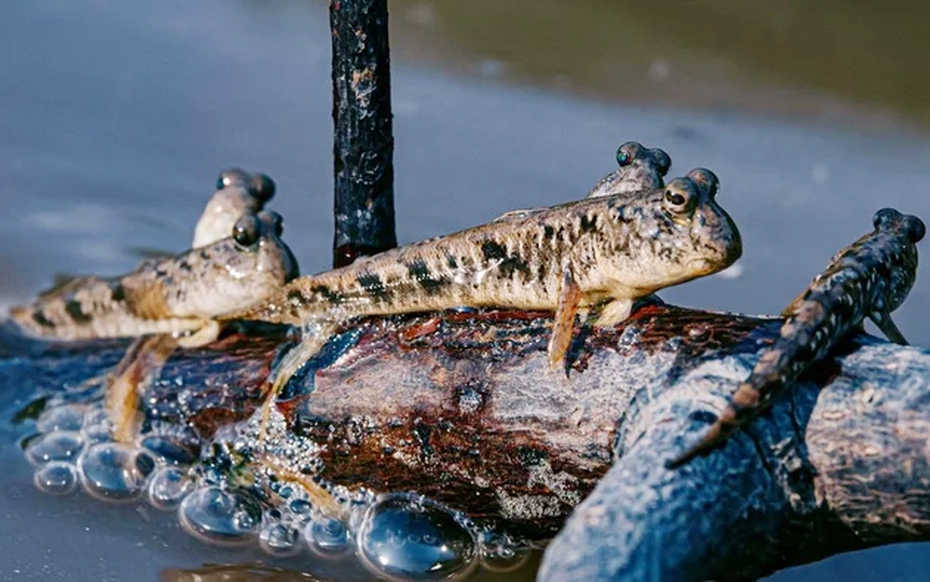 Loài cá biết leo cây, biết chạy nhảy trên cạn, là đặc sản trứ danh miền Tây