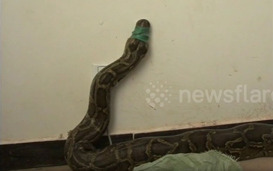 Bắt được con trăn "khủng" 4 mét bò vào nhà