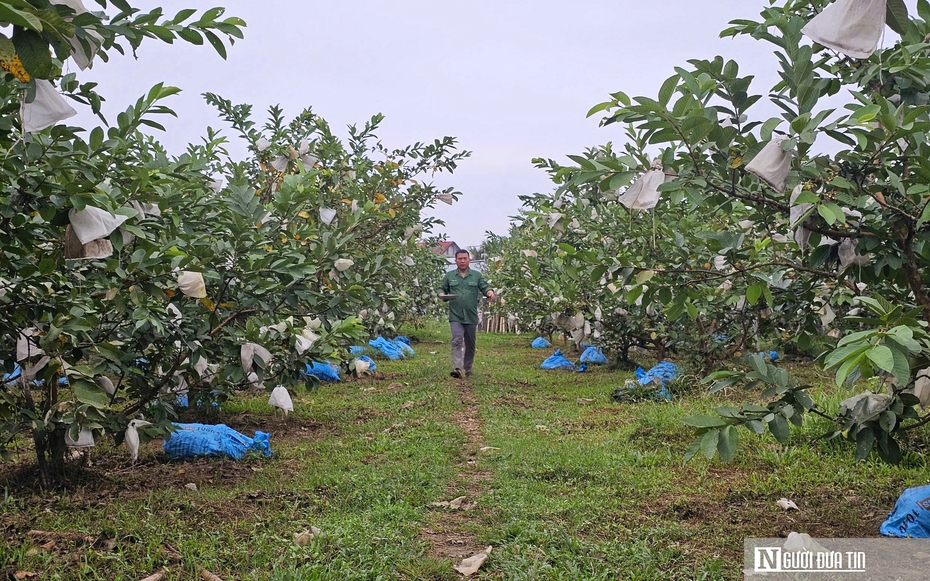 Kỹ sư rời ghế giám đốc ở nước ngoài, về quê trồng cây giàu “vitamin C”, thu nhập tiền tỷ