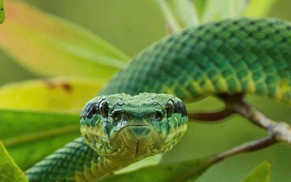 Đang ngồi ở nhà, người đàn ông 41 tuổi bị loài rắn "cực độc" cắn