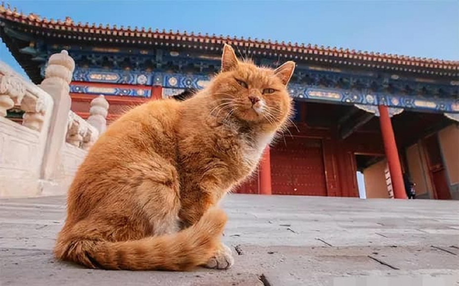 Bí ẩn chưa lời giải: “Bóng đen” 200 con mèo trong Tử Cấm Thành
