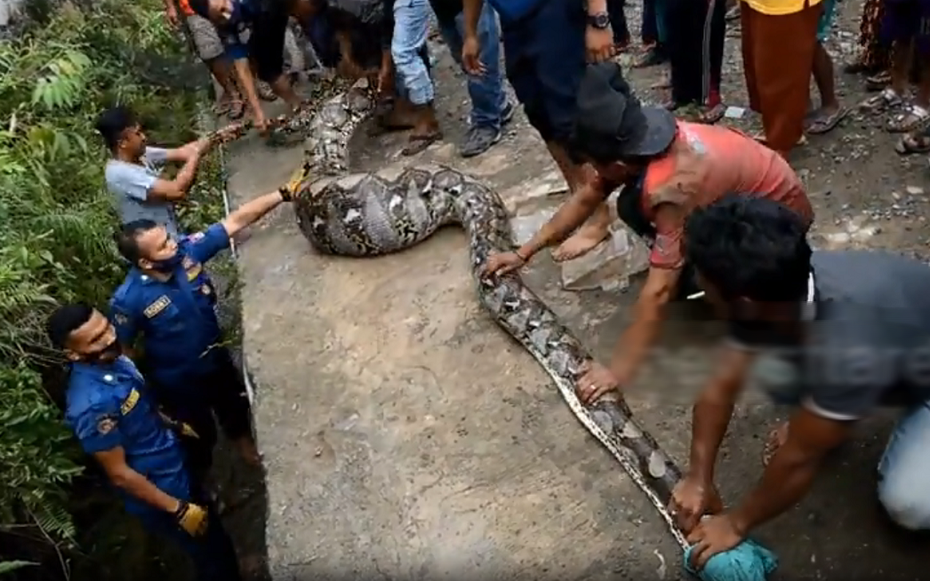 Đang đi dạo, người đàn ông bỗng “đứng hình” trước cảnh tượng rợn người, dân làng ùn ùn kéo đến xem