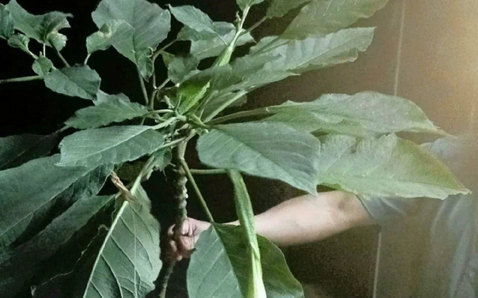 Ăn rau lạ, 3 người trong một gia đình mê man phải nhập viện gấp