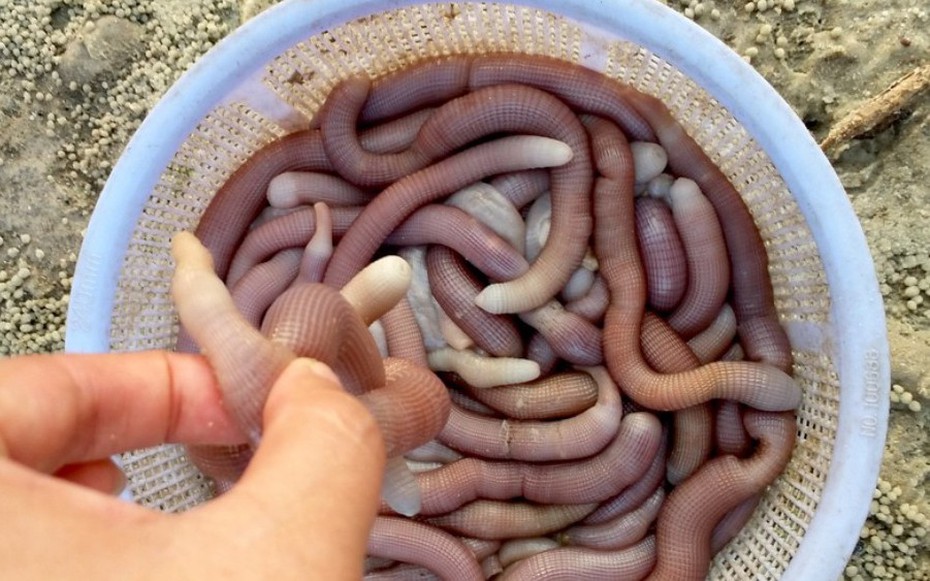 Sản vật tiến vua có giá vài triệu đồng/kg được dân địa phương gọi là "vị thần" của các món nước