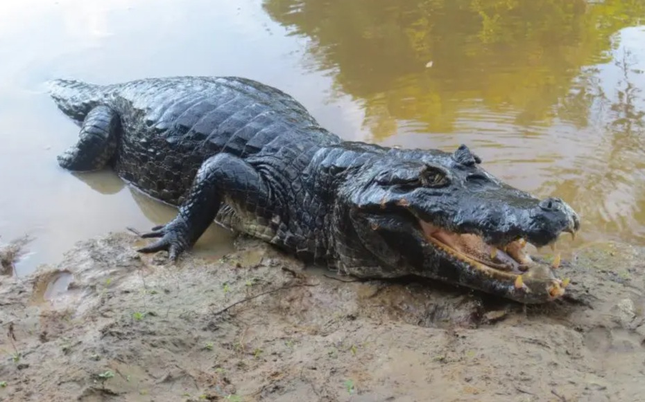 Tây Ninh phát hiện cá sấu dài 1,5m, nặng gần 25kg dưới kênh