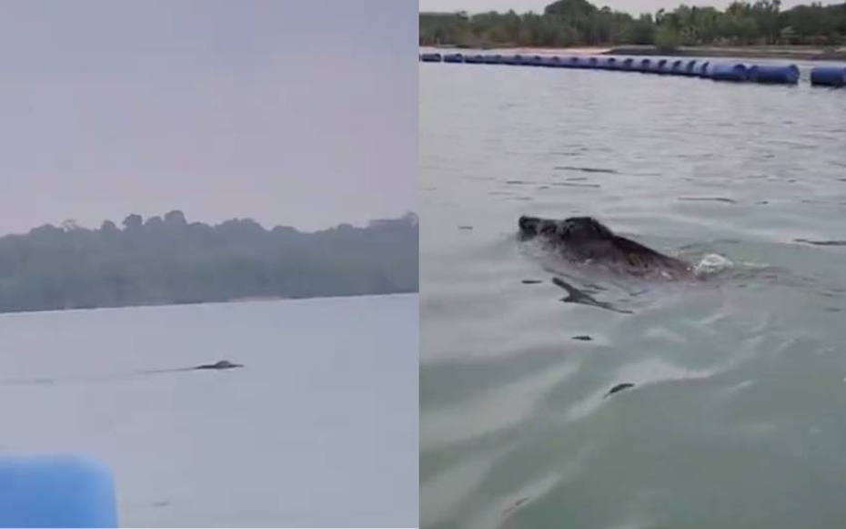 Đang chèo thuyền, người dân bắt gặp sinh vật "bí ẩn" bơi trên biển