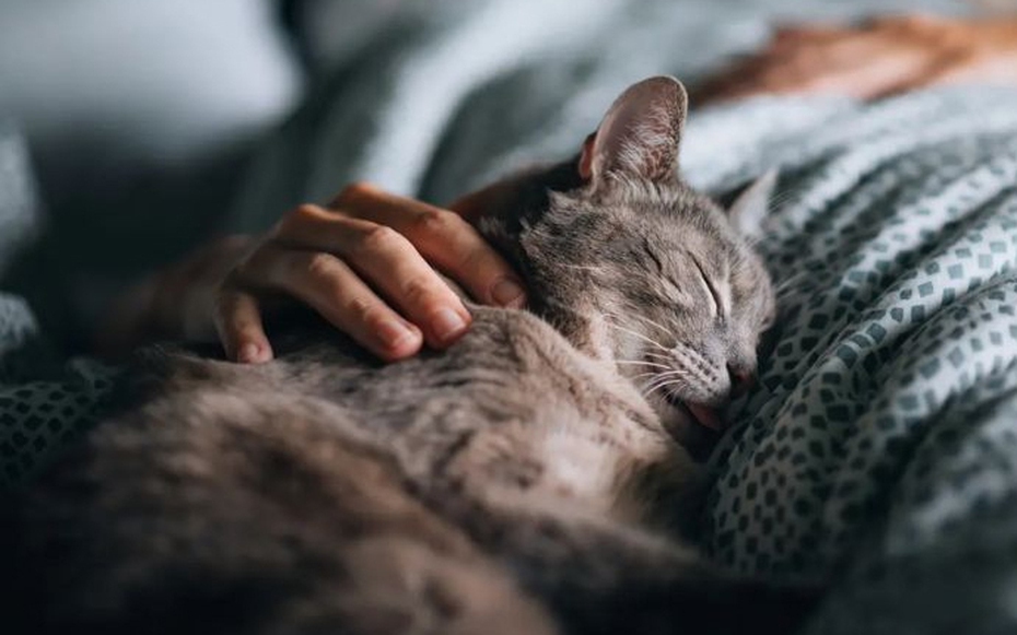 Ngủ với chó mèo: Cậu bé 14 tuổi gần như mất thị lực vĩnh viễn