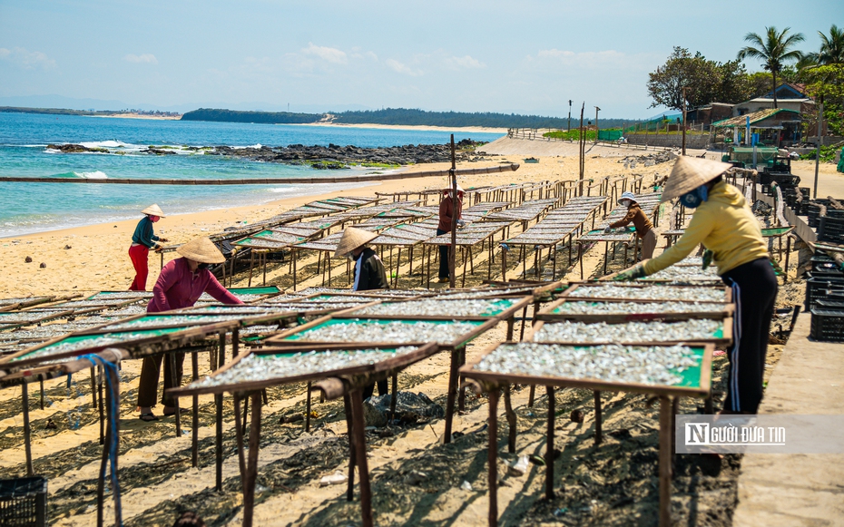 Hành trình cá cơm từ làng ra thế giới