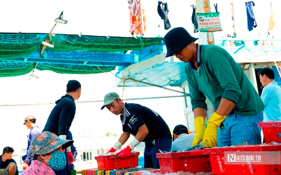 Cảng cá Đại An vào vụ, nhịp biển rộn ràng ngày trở gió