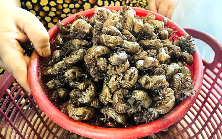 Thứ tưởng vô dụng trong rừng bất ngờ được săn lùng với giá gần 2 triệu đồng/kg, dân thi nhau đi nhặt