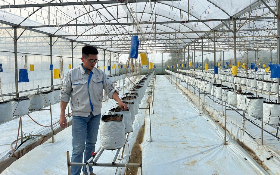 "Bỏ phố về quê" làm nông nghiệp, chàng trai xứ Nghệ thu tiền tỷ mỗi năm
